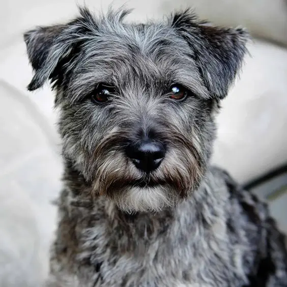 Photo of IRISH GLEN OF IMAAL TERRIER dog breed