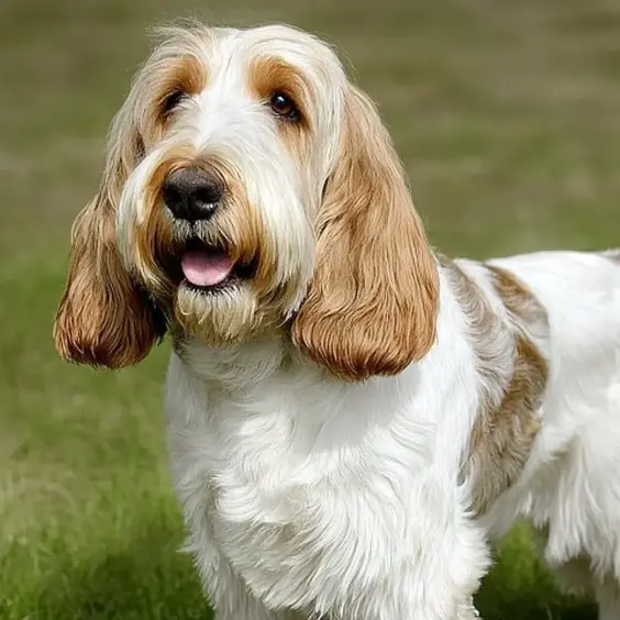 Photo of GRAND BASSET GRIFFON VENDEEN dog breed