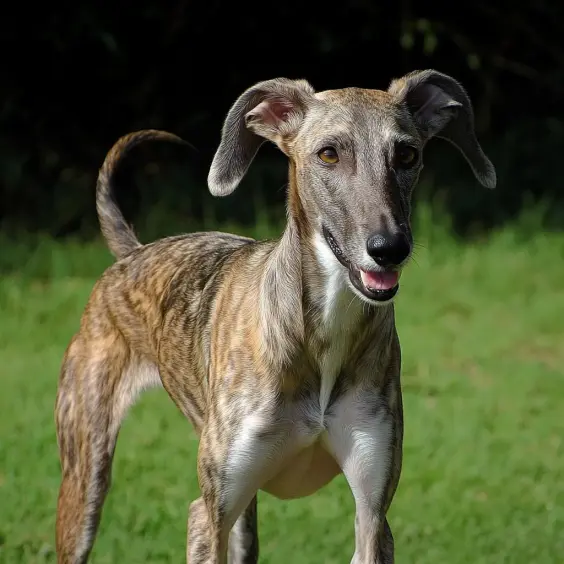 Photo of GREYHOUND dog breed