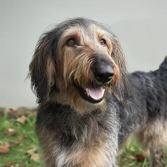 Photo of GRIFFON NIVERNAIS dog breed
