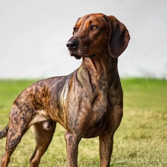 Photo of HANOVERIAN SCENT HOUND dog breed