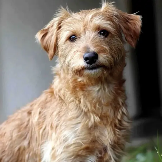 Photo of DUTCH SMOUSHOND dog breed