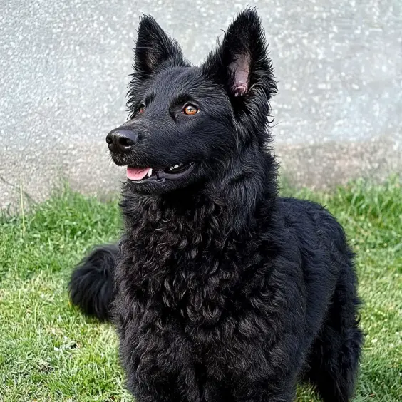 Photo of CROATIAN SHEPHERD DOG dog breed