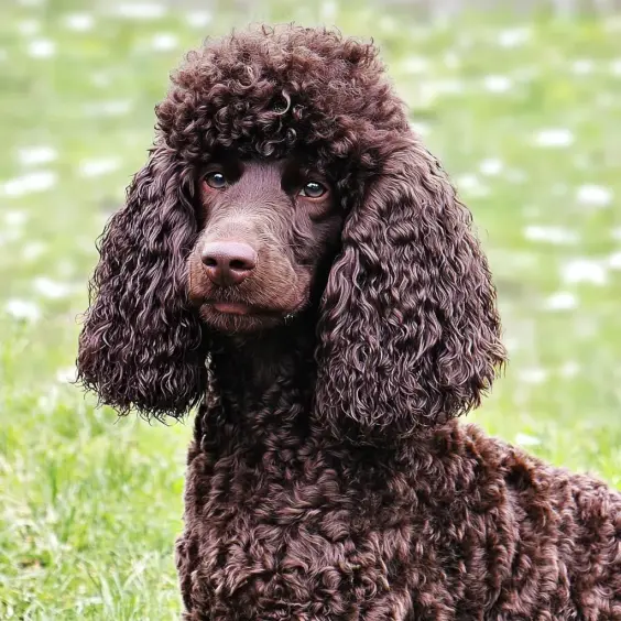 Photo of IRISH WATER SPANIEL dog breed