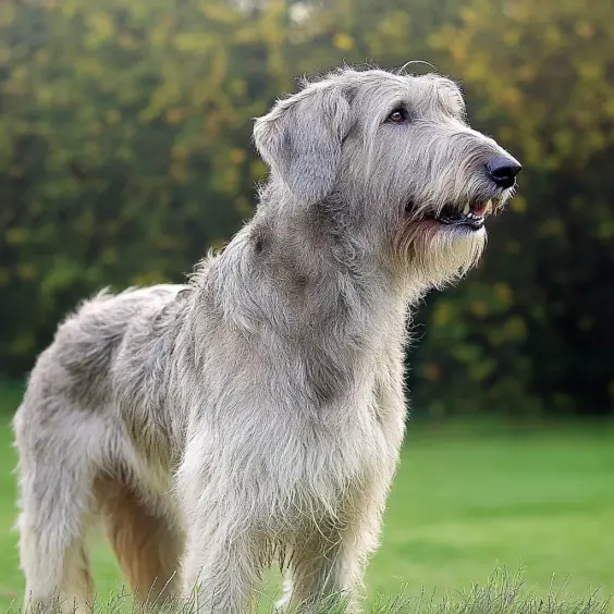 Photo of IRISH WOLFHOUND dog breed