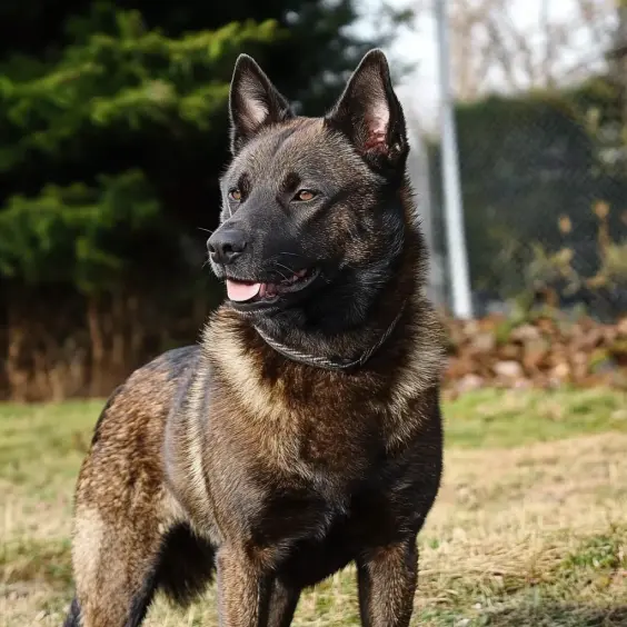 Photo of KAI dog breed