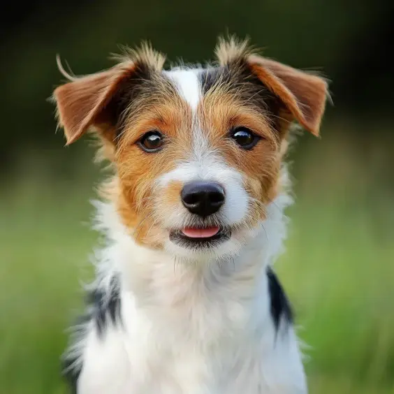 Photo of KROMFOHRLÄNDER dog breed