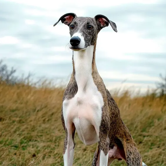 Photo of HUNGARIAN GREYHOUND dog breed