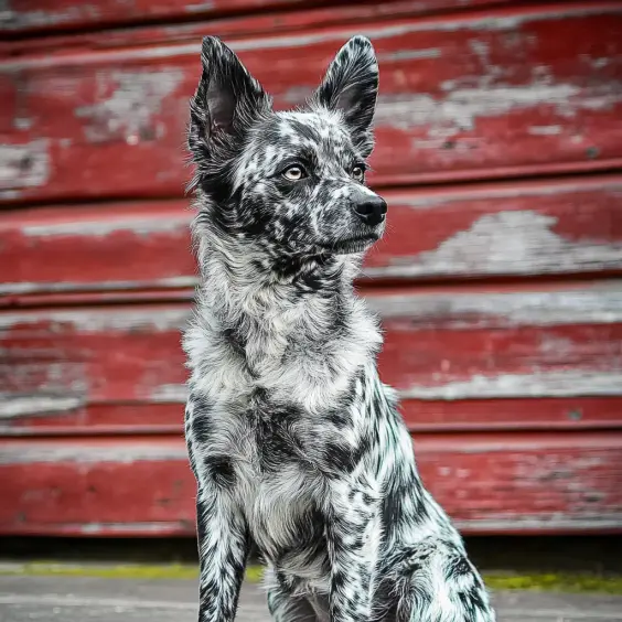 Photo of MUDI dog breed