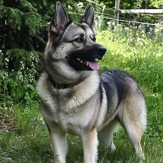Photo of NORWEGIAN ELKHOUND GREY dog breed