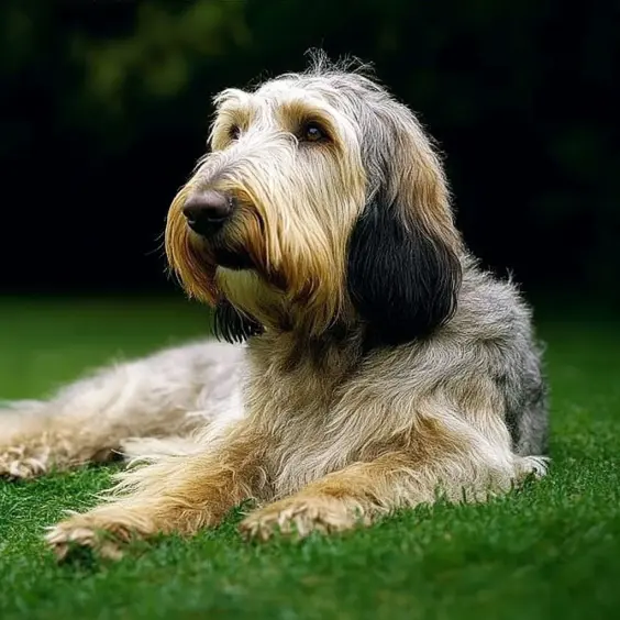 Photo of OTTERHOUND dog breed