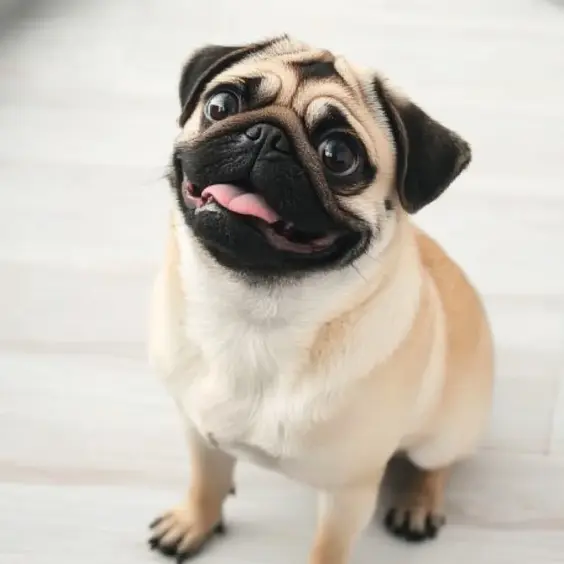 Photo of PUG dog breed