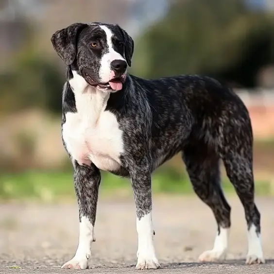 Photo of RAFEIRO OF ALENTEJO dog breed