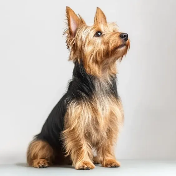 Photo of AUSTRALIAN TERRIER dog breed