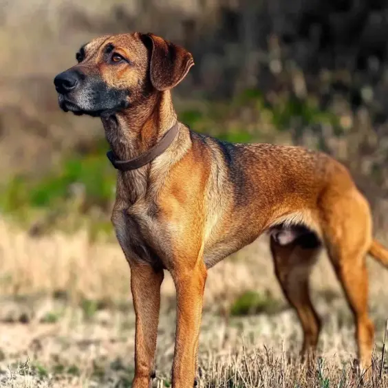 Photo of SEGUGIO MAREMMANO dog breed