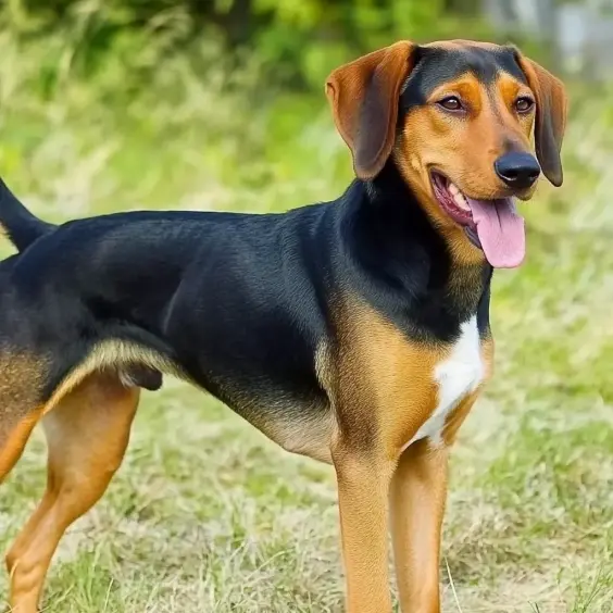 Photo of SERBIAN HOUND dog breed