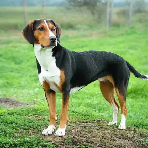 Photo of SERBIAN TRICOLOUR HOUND dog breed