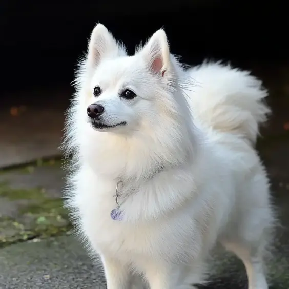 Photo of ITALIAN VOLPINO dog breed