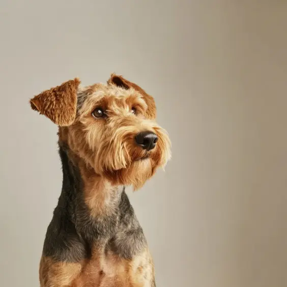 Photo of AIREDALE TERRIER dog breed