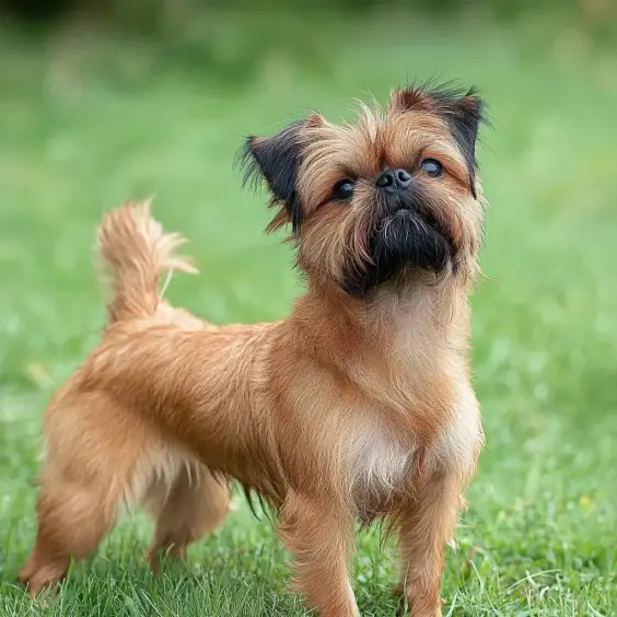 Photo of GRIFFON BRUXELLOIS dog breed