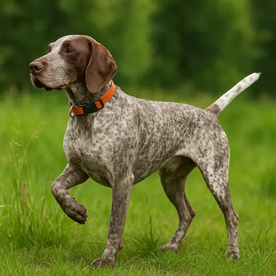 Photo of BURGOS POINTING DOG dog breed