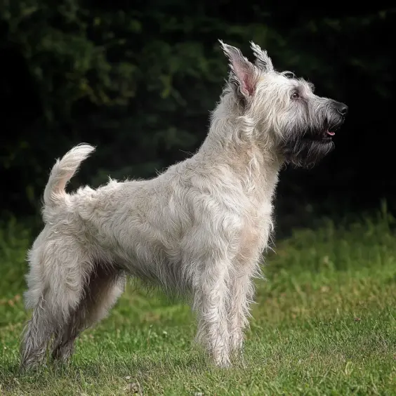 Photo of BOUVIER DES ARDENNES dog breed