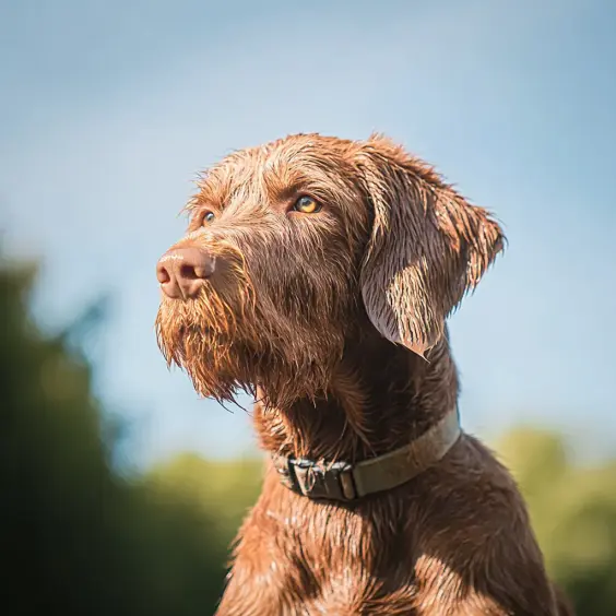 Photo of HUNGARIAN WIRE-HAIRED POINTER dog breed