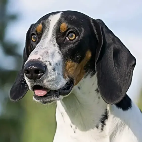 Photo of FRENCH WHITE & BLACK HOUND dog breed